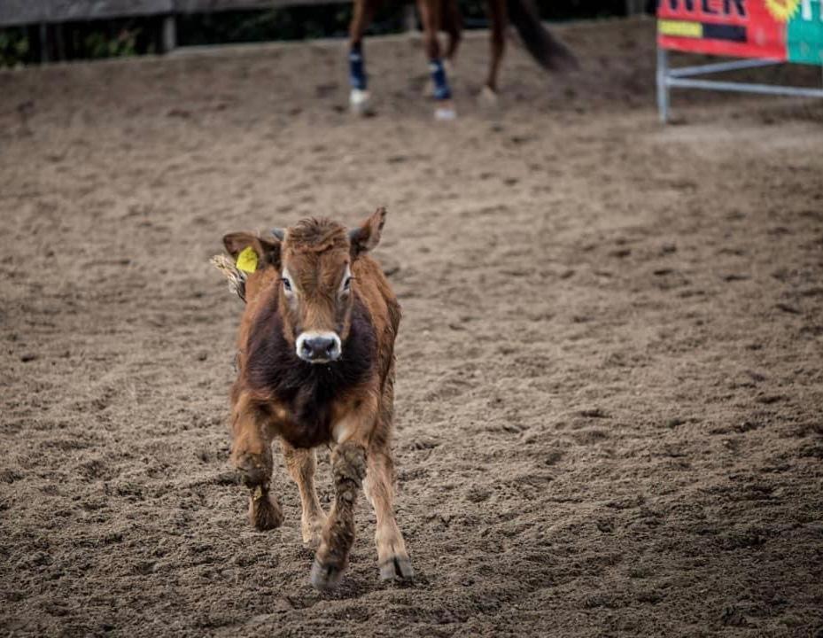 Вілла Belmonte Ranch Belmonte Castello Екстер'єр фото